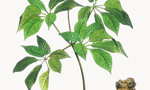 虎丈功效-虎執是什么中药,中国中药虎芎网站