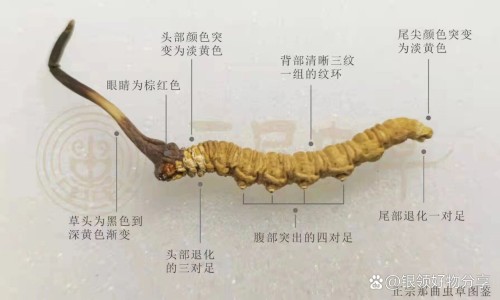 虎扙功效-虎丈功效-虎執是什么中药,中国中药虎芎网站